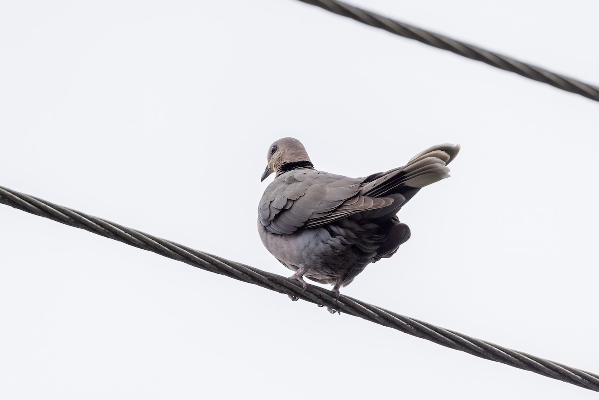 Ring-necked Dove - ML480703571