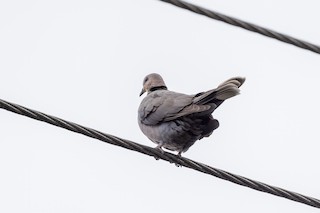 Ring-necked Dove, ML480703571
