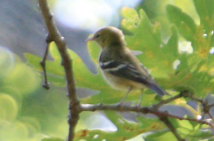 Bay-breasted Warbler - ML480703771