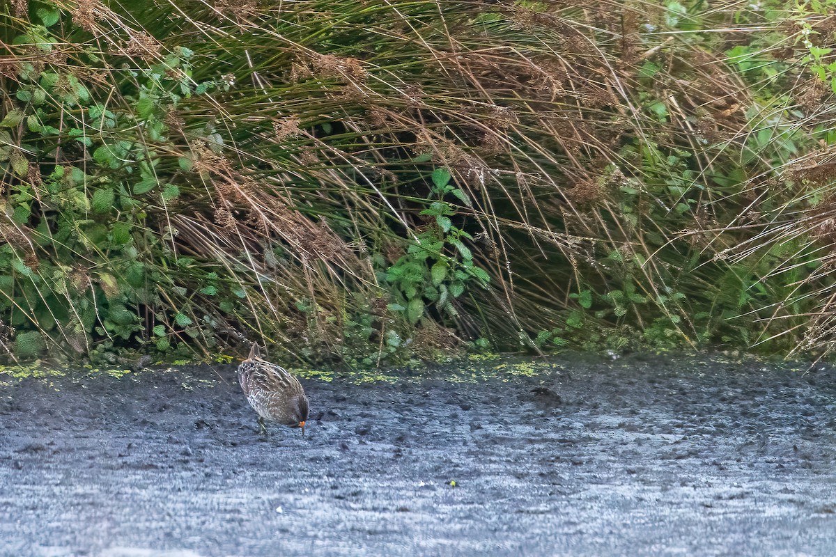 Spotted Crake - ML480706701