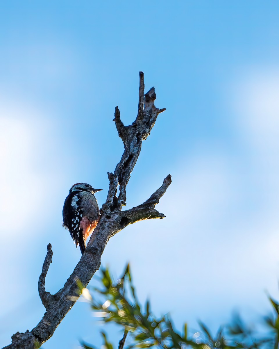 Middle Spotted Woodpecker - ML480706831