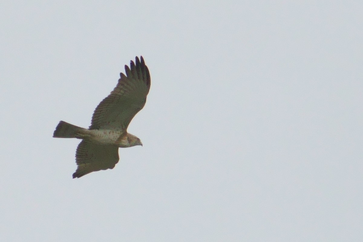 Short-toed Snake-Eagle - ML480714281