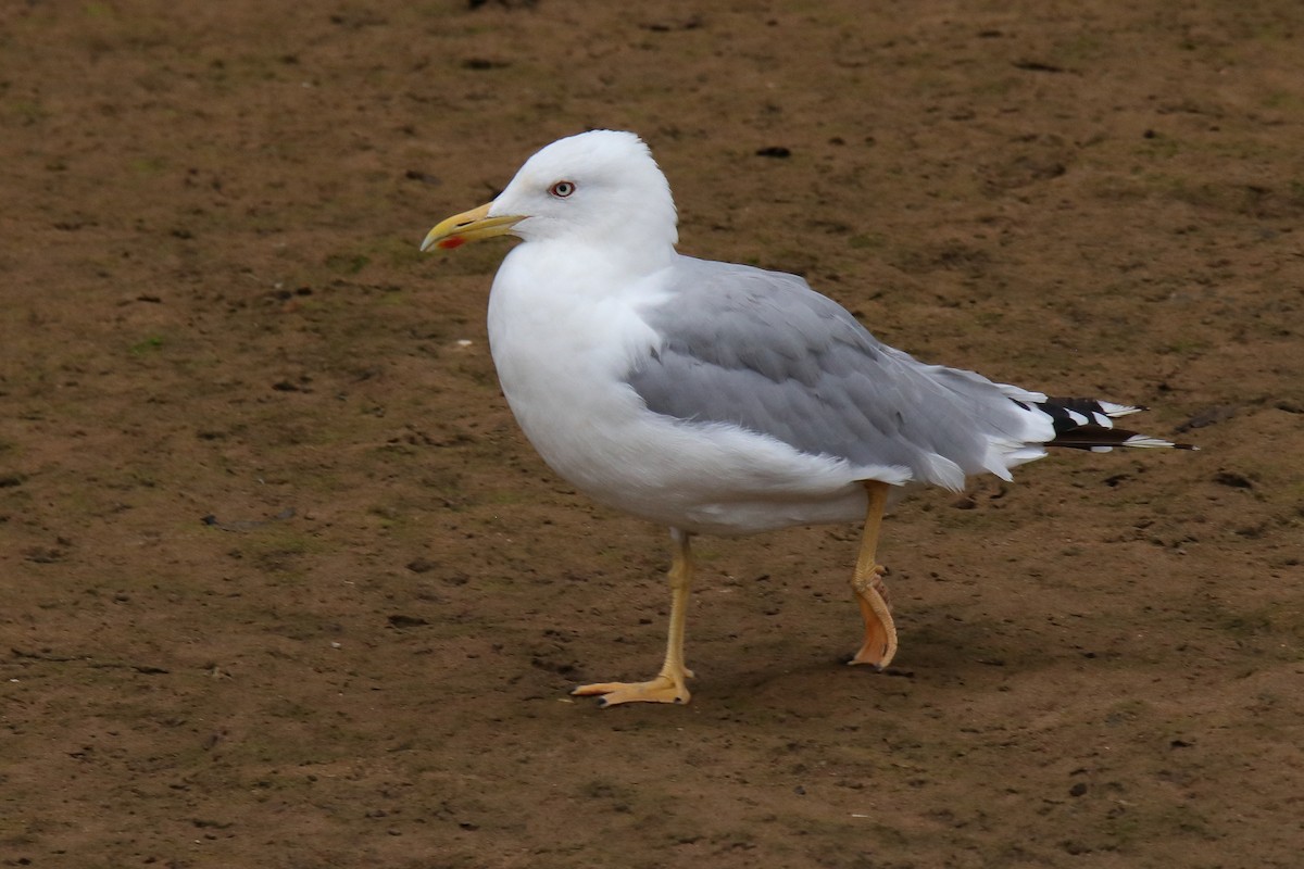 Yellow-legged Gull - ML480729791