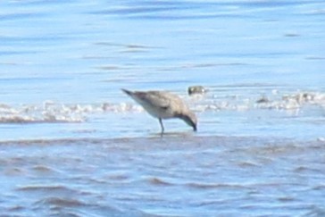 Red Knot - ML480739191