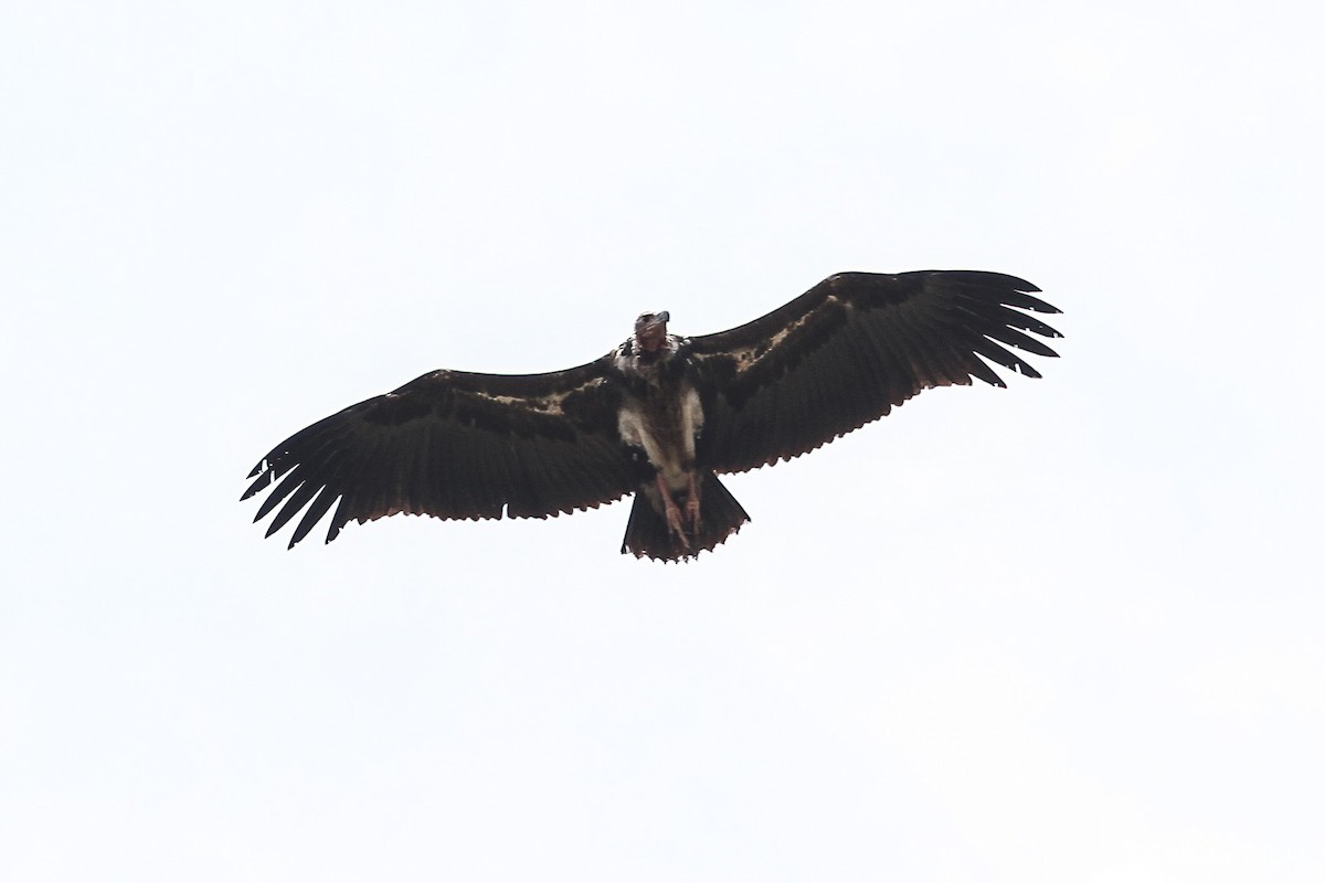Red-headed Vulture - Gaurang Bagda