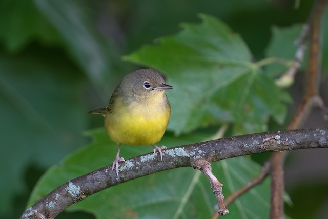 Mourning Warbler