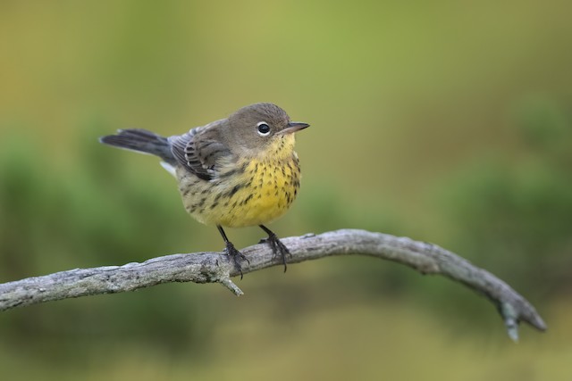 Kirtland's Warbler