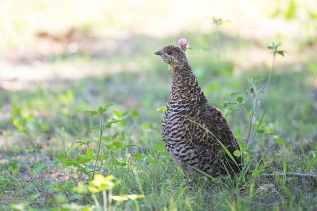 Spruce Grouse