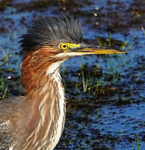 Green Heron - Kathleen Horn