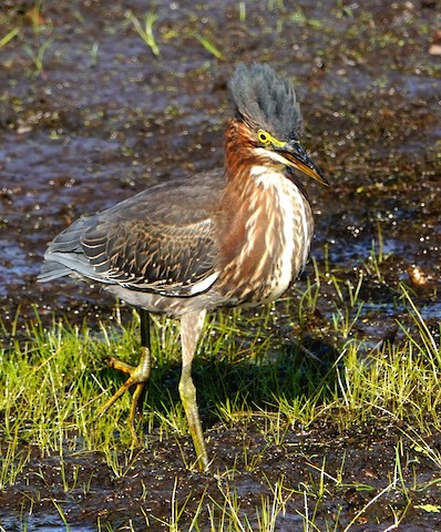 Green Heron - Kathleen Horn