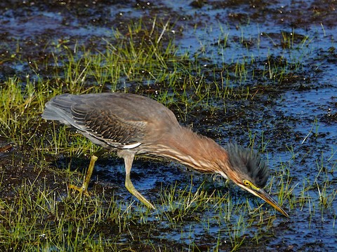 Green Heron - Kathleen Horn