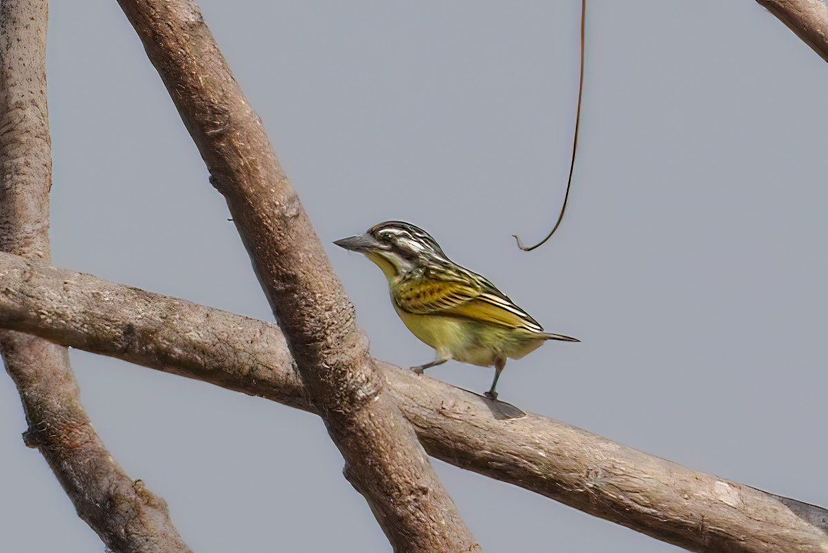 Yellow-fronted Tinkerbird - Giuseppe Citino