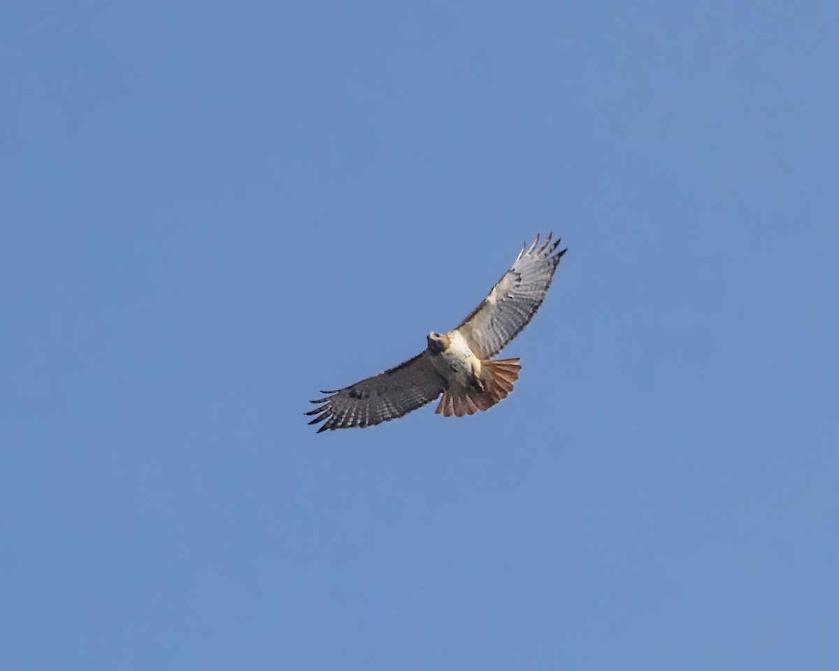 Red-tailed Hawk - ML48075461