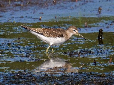 Solitary Sandpiper - Roger Horn