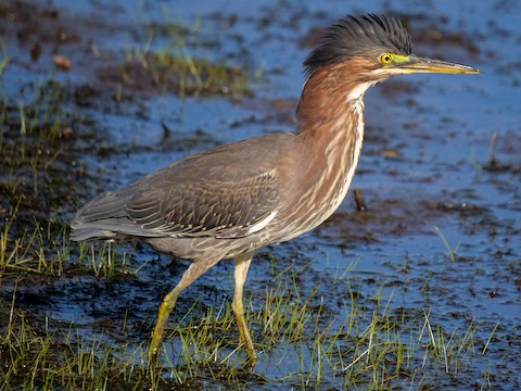 Green Heron - Roger Horn