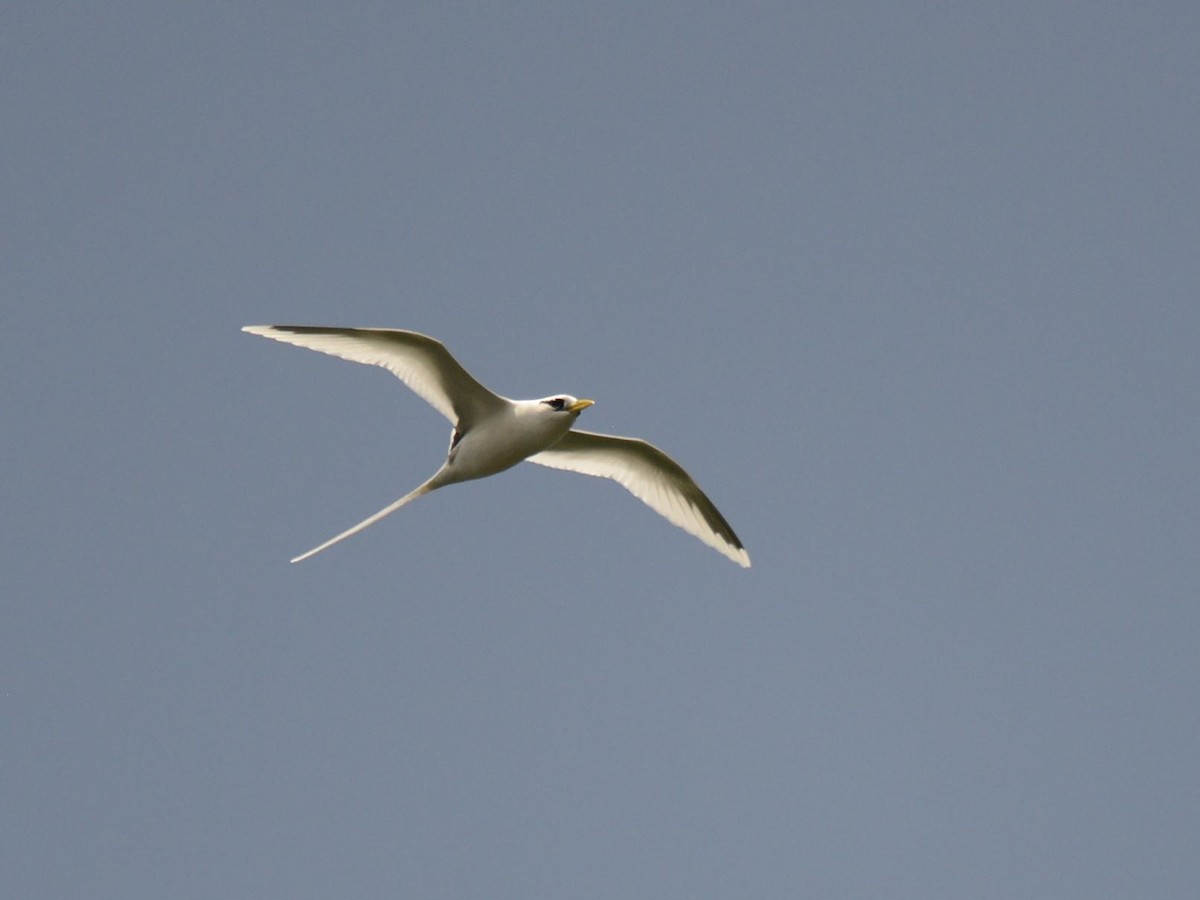 White-tailed Tropicbird - ML48076211