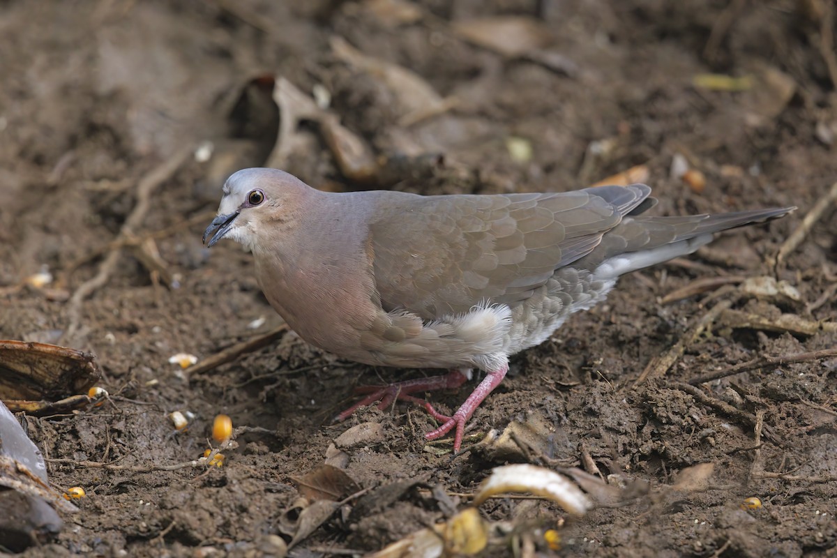 Gray-fronted Dove - ML480764591