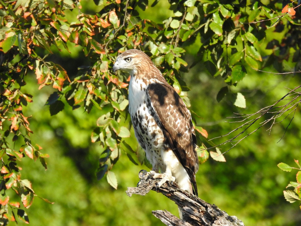 Red-tailed Hawk - Victor Lefevre