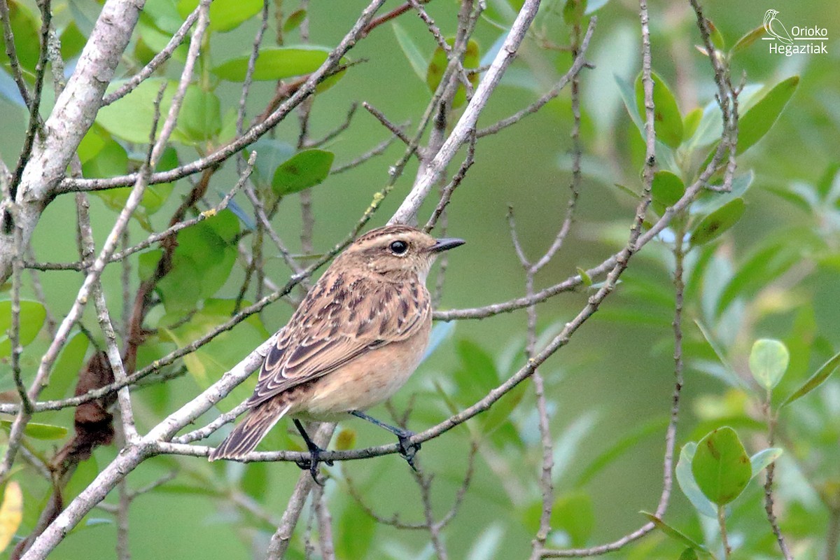 Whinchat - ML480767041