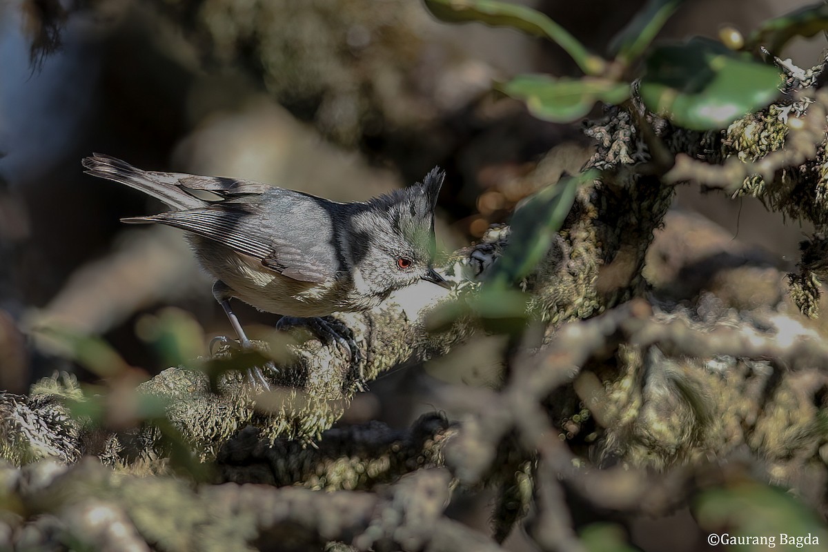 Gray-crested Tit - ML480769011