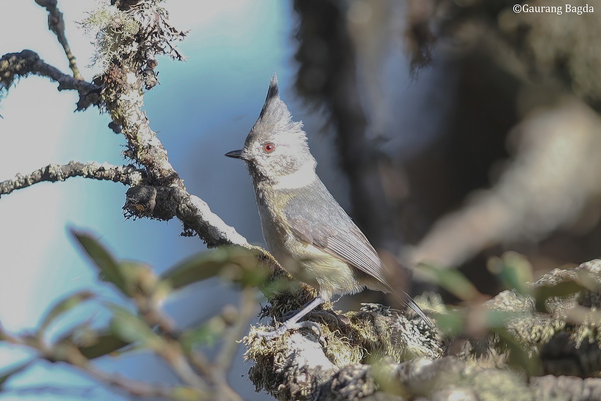 Gray-crested Tit - ML480769031