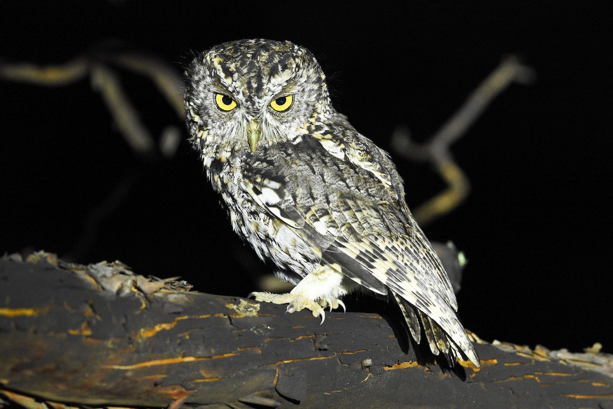 Whiskered Screech-Owl - Esteban Matías (birding guide) Sierra de los Cuchumatanes Huehuetenango esteban.matias@hotmail.com                             +502 53810540