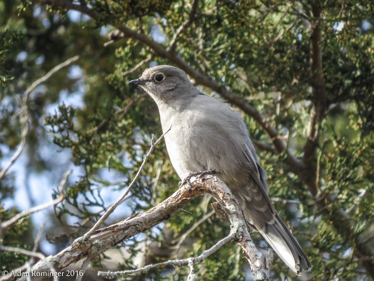 Townsend's Solitaire - ML48077981