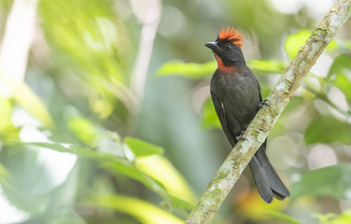 Sooty Ant-Tanager - ML480779861