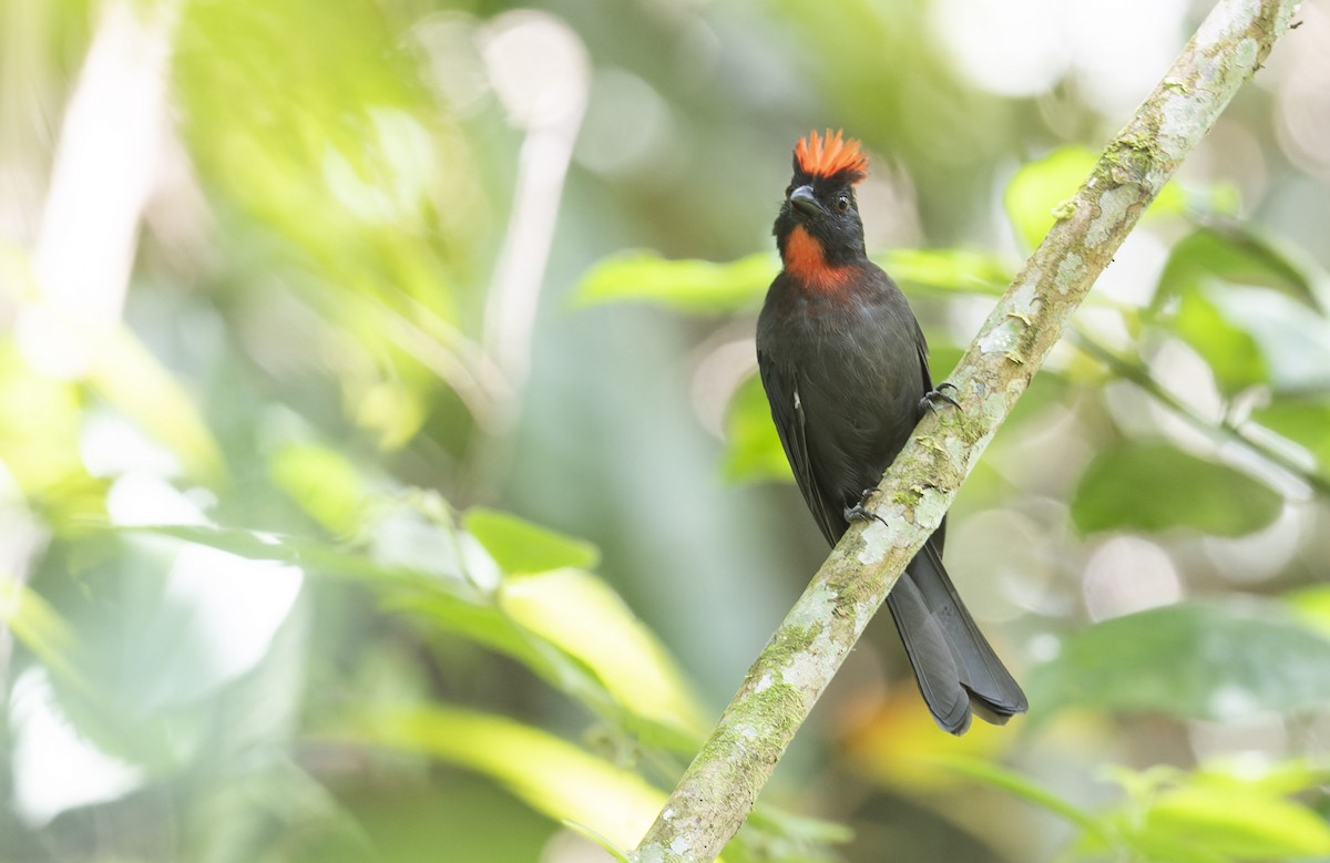 Sooty Ant-Tanager - ML480779871