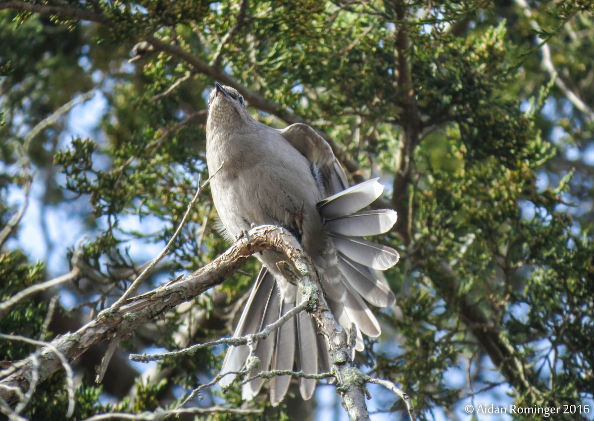 Townsend's Solitaire - ML48078001
