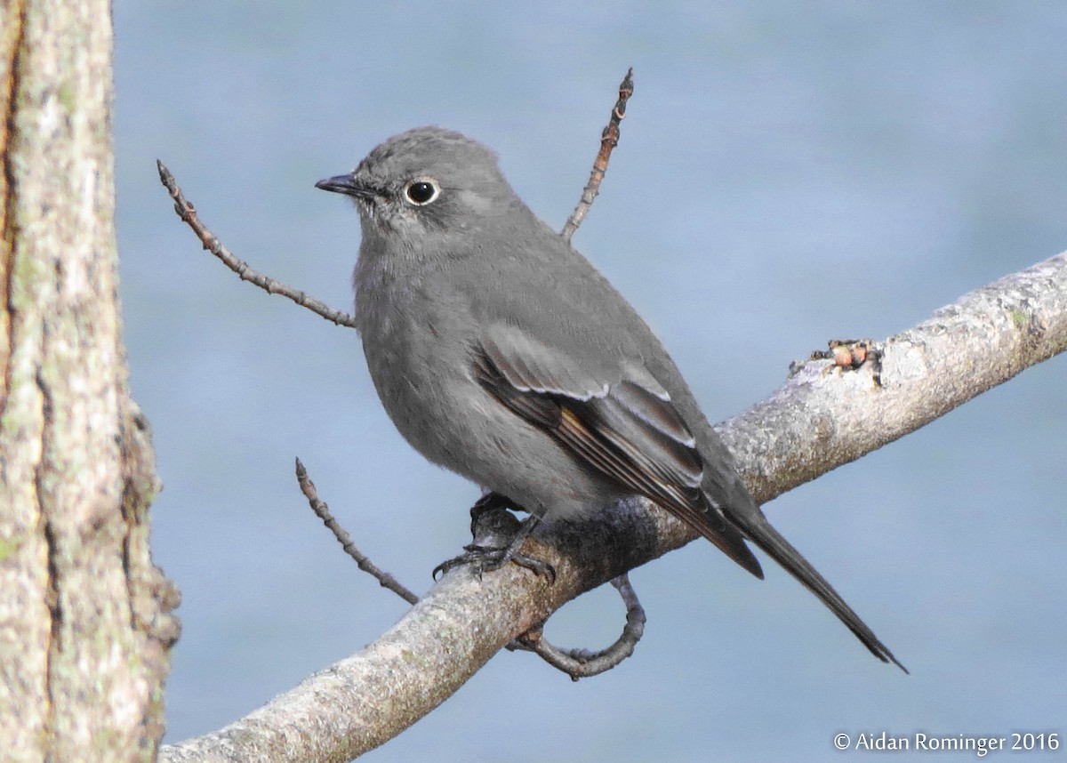 Townsend's Solitaire - ML48078031