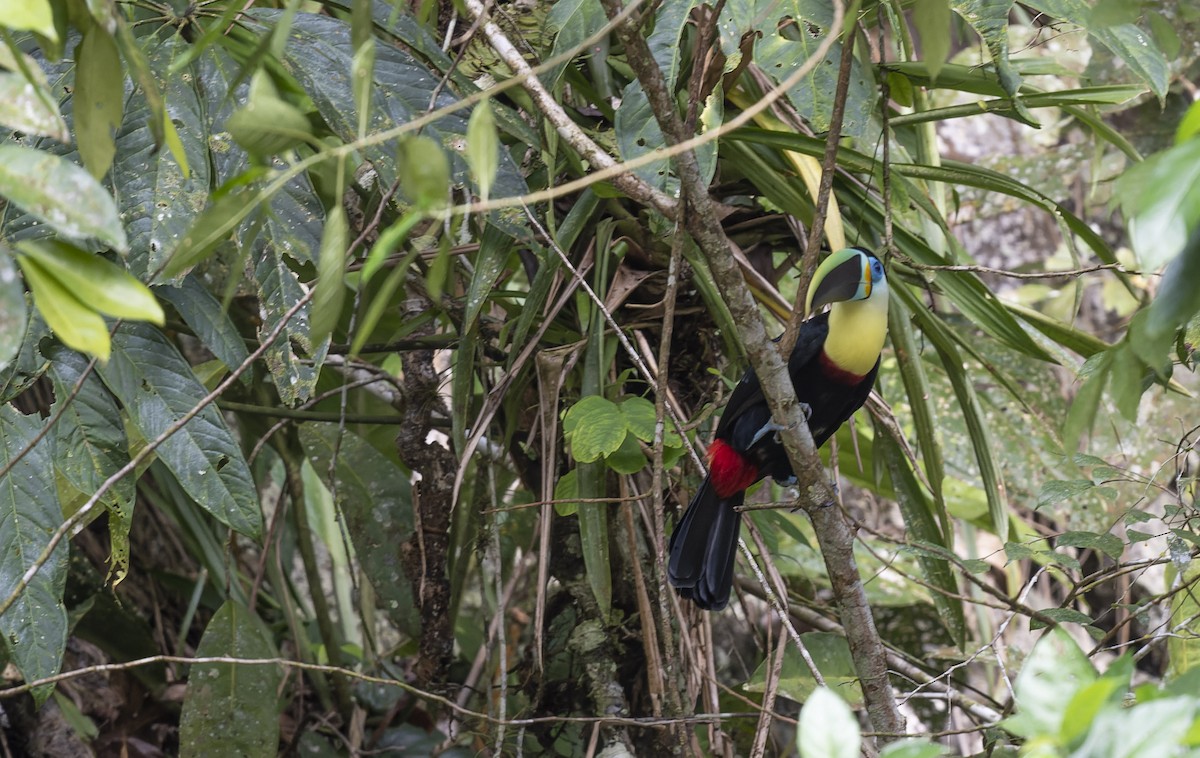 Channel-billed Toucan (Citron-throated) - ML480782111