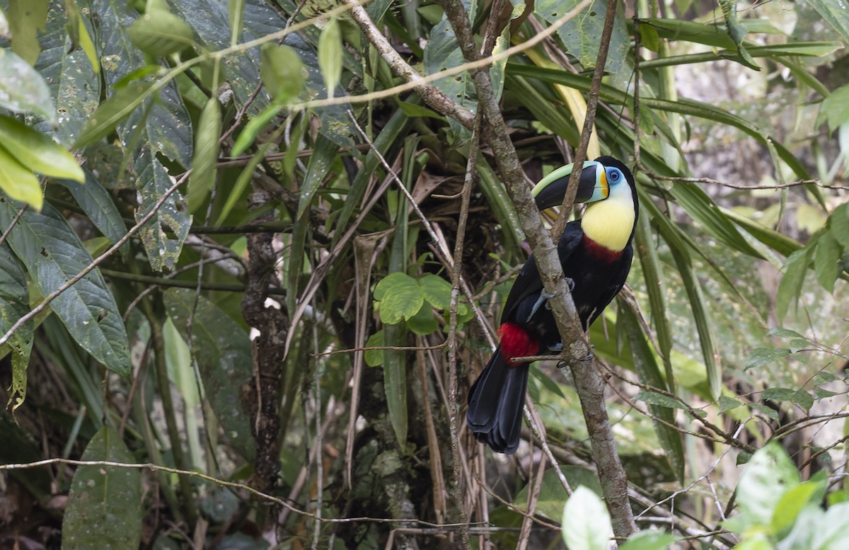 Channel-billed Toucan (Citron-throated) - ML480782121