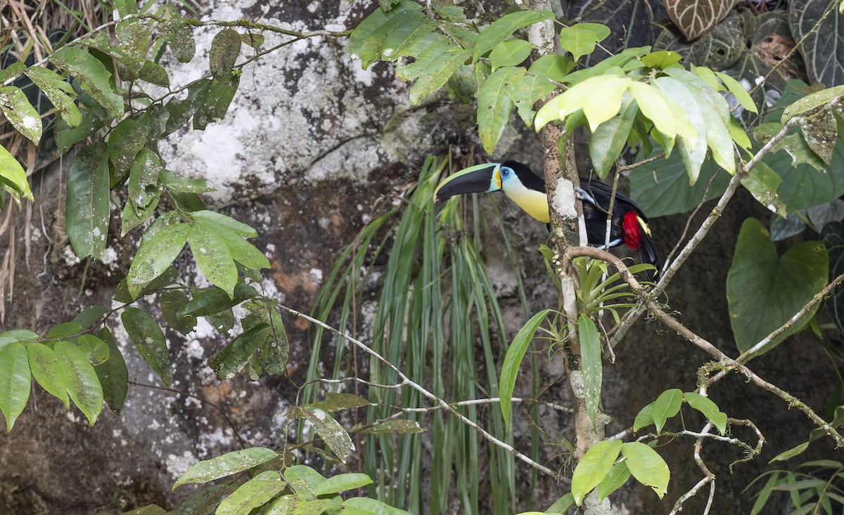 Channel-billed Toucan (Citron-throated) - ML480782141