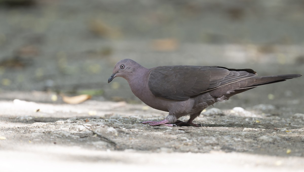 Plumbeous Pigeon - Marky Mutchler