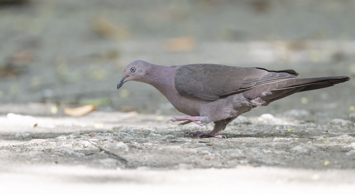 Plumbeous Pigeon - Marky Mutchler