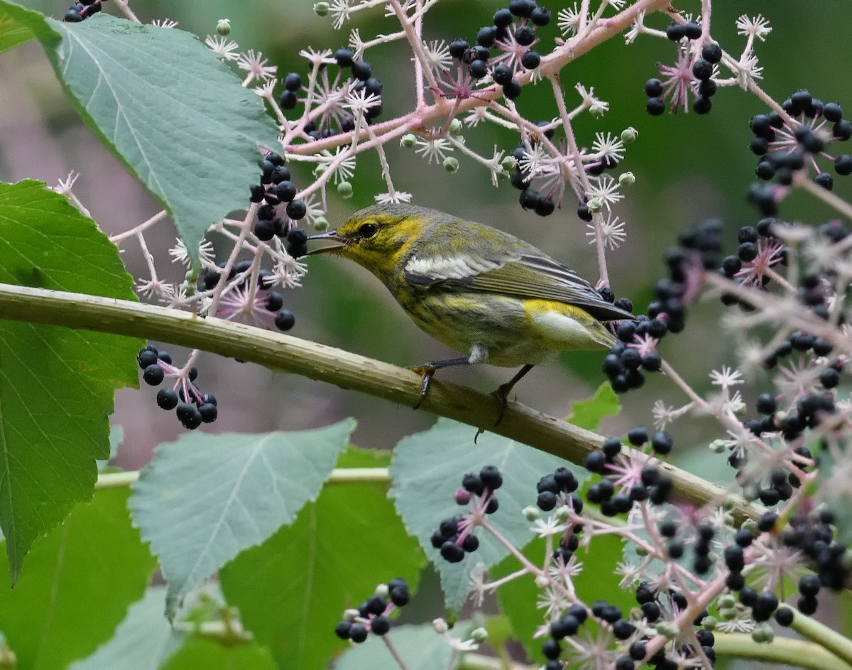 Cape May Warbler - ML480786871