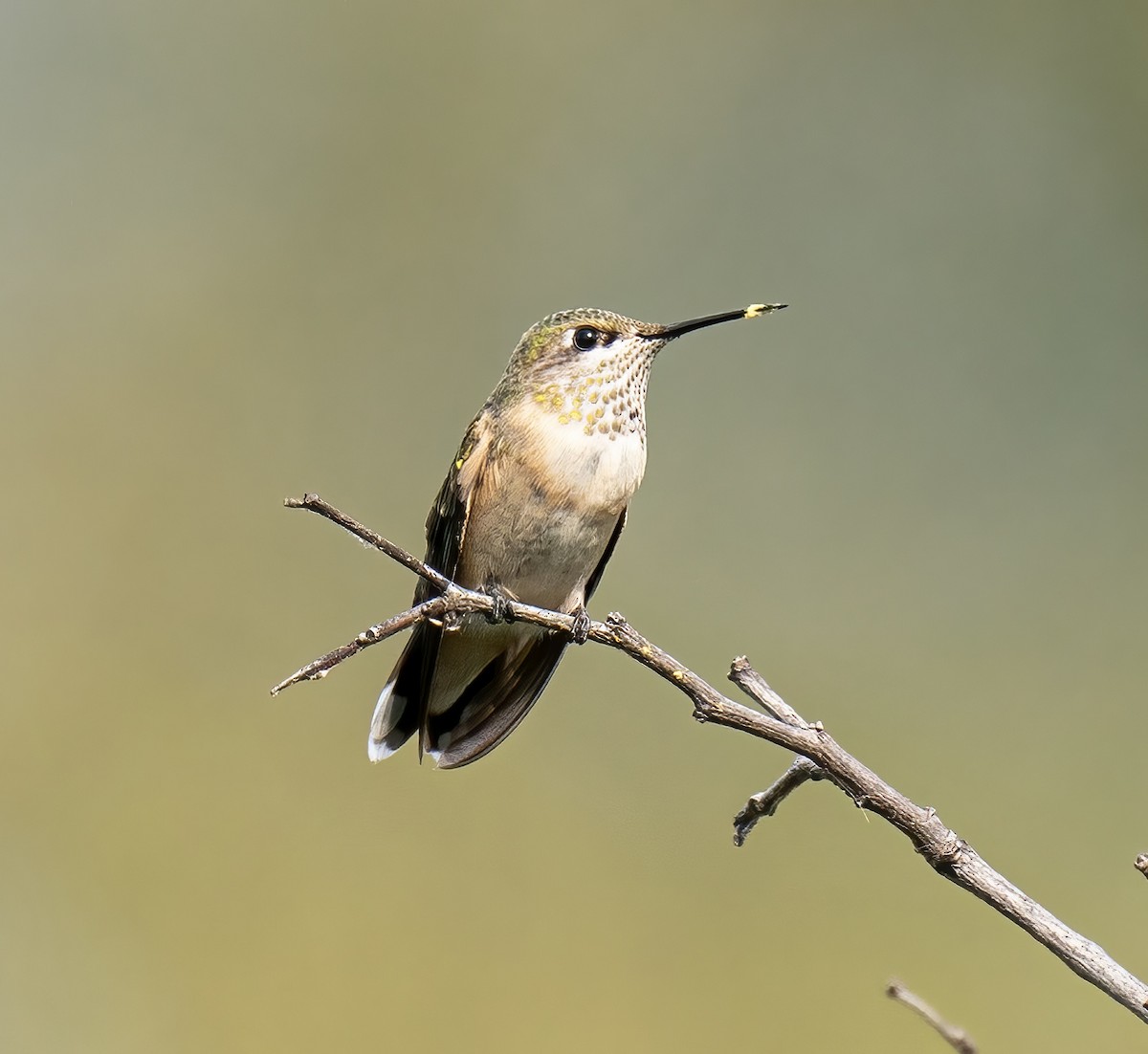 Calliope Hummingbird - ML480789791
