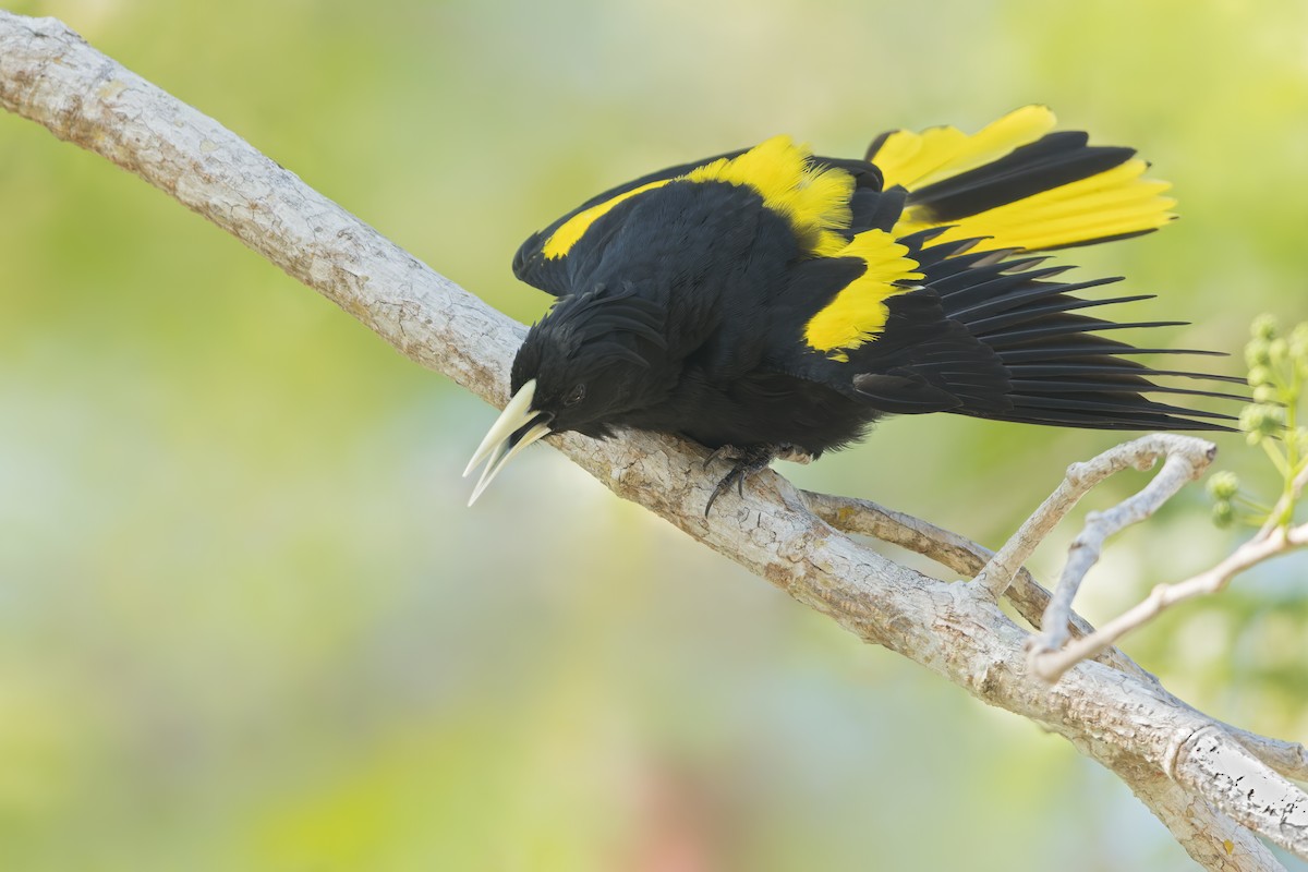 Yellow-winged Cacique - ML480791121