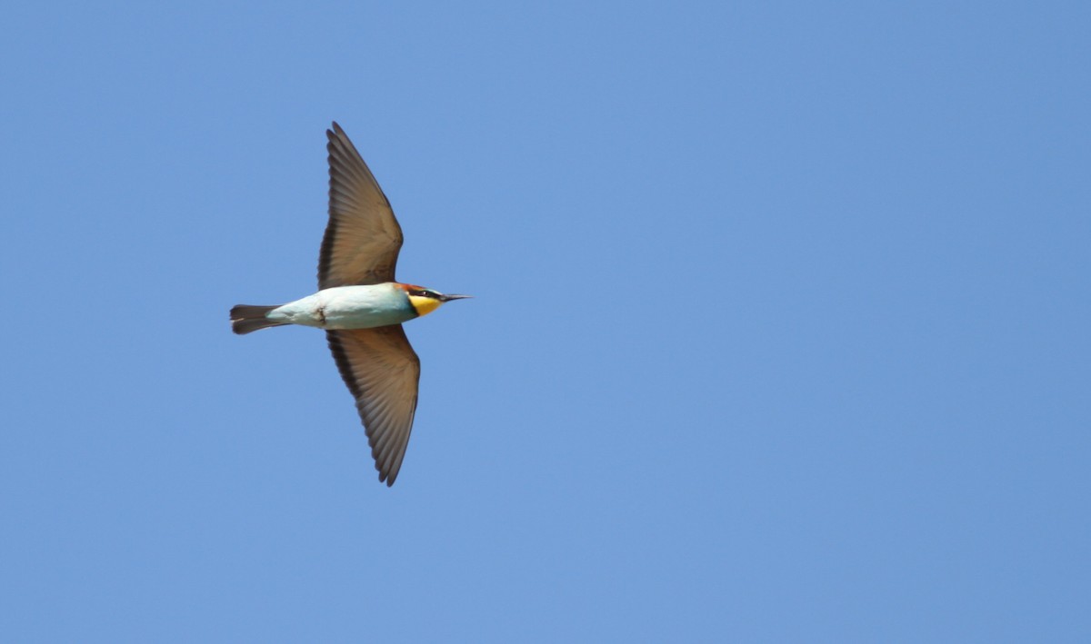 European Bee-eater - ML480795431