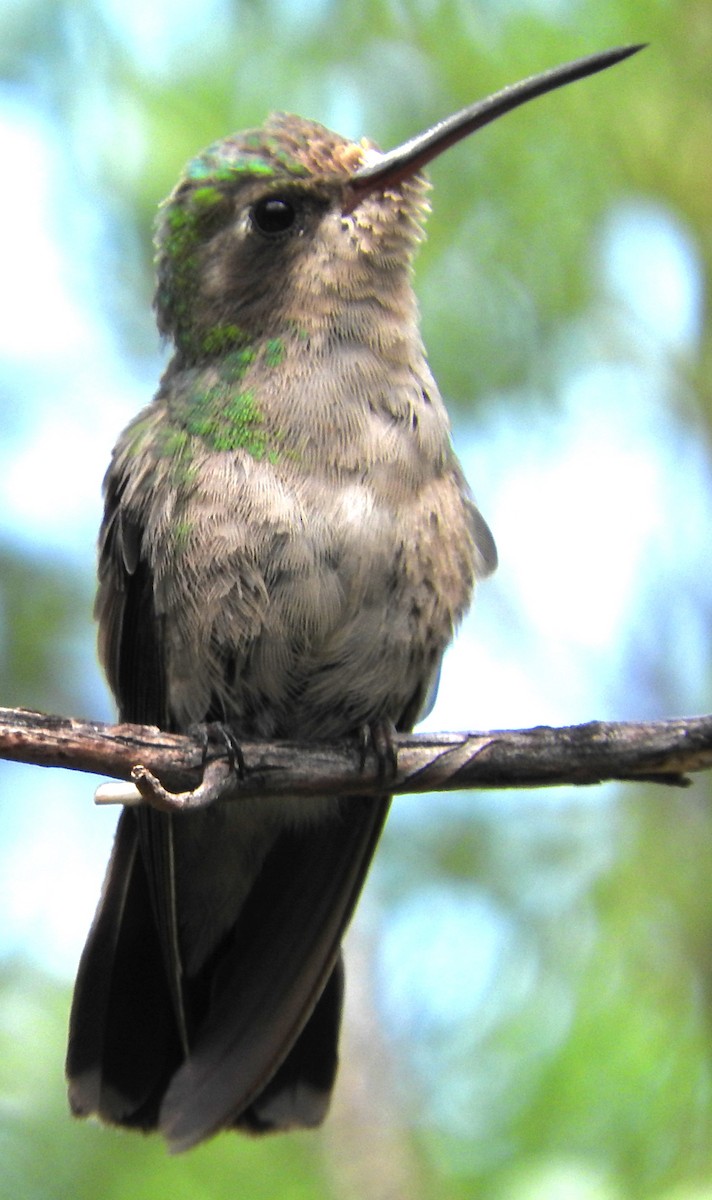 Ebird Checklist Aug Miller Canyon Beatty S Guest Ranch