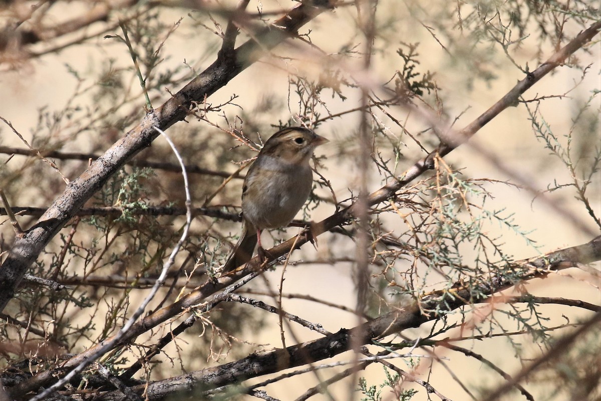 Clay-colored Sparrow - ML480802811