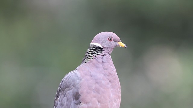 Полосатохвостый голубь [группа fasciata] - ML480805