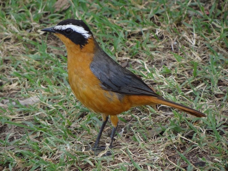 White-browed Robin-Chat - ML48081151