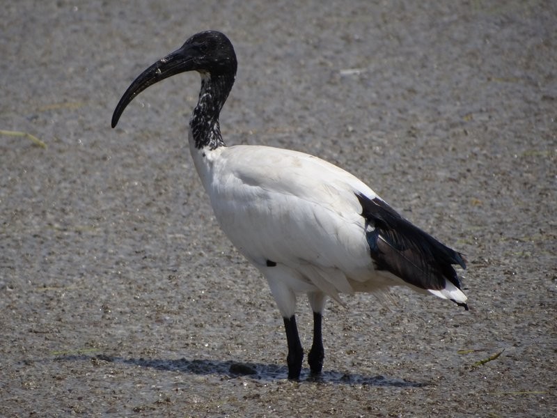 ibis posvátný - ML48081571