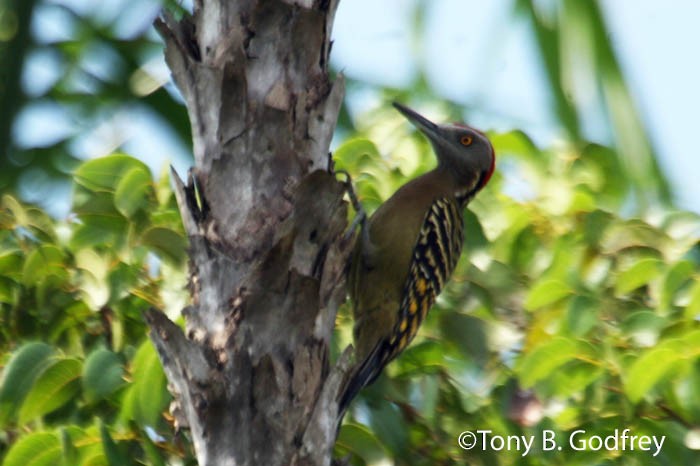 Hispaniolan Woodpecker - ML48082541