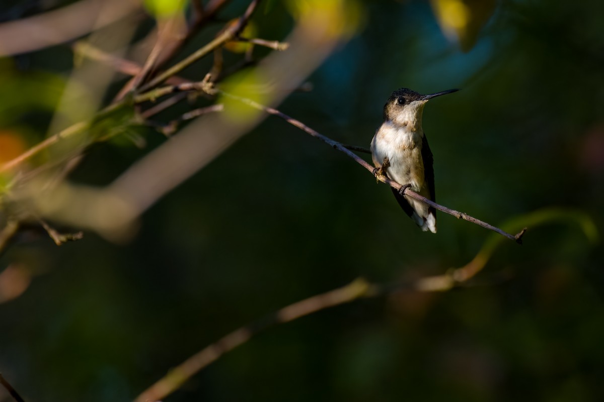 Ruby-throated Hummingbird - Matt Zuro