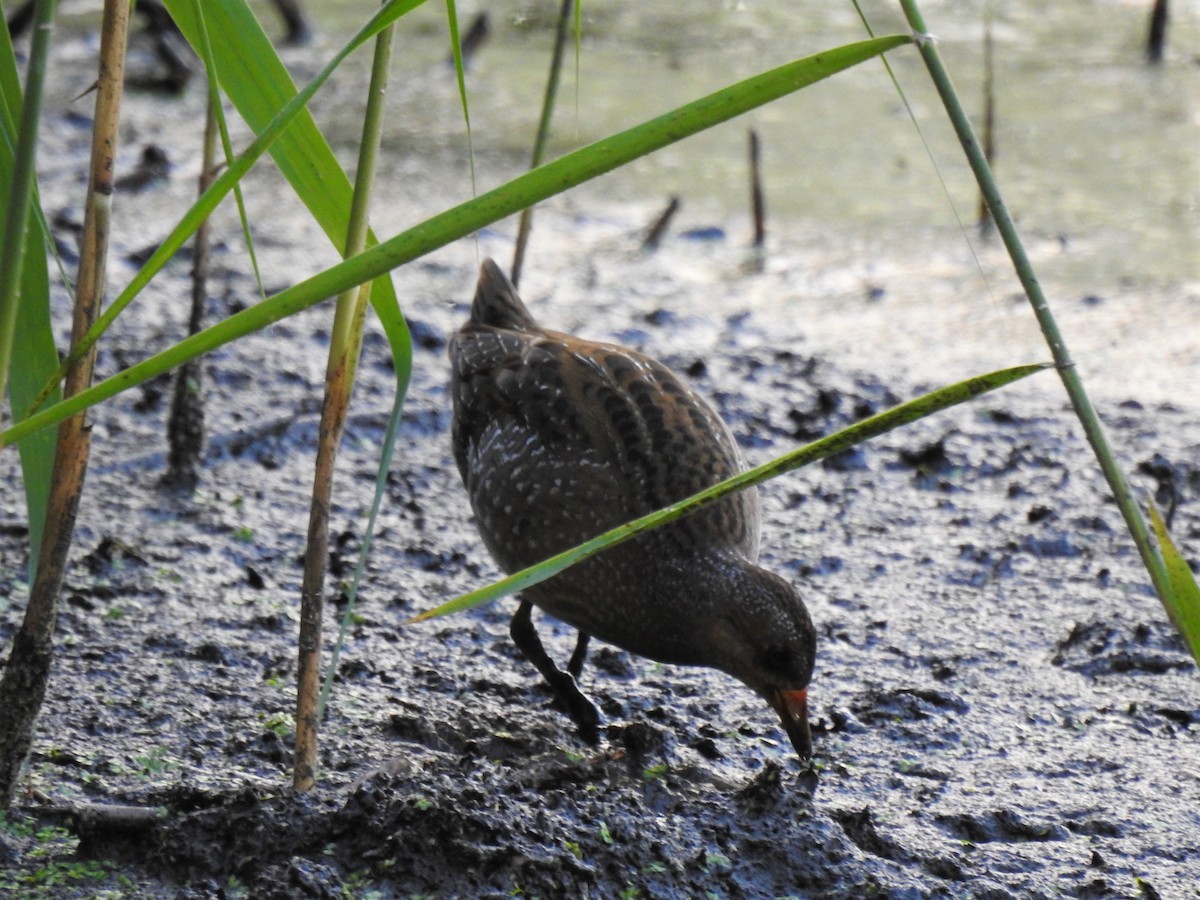 Spotted Crake - ML480828561