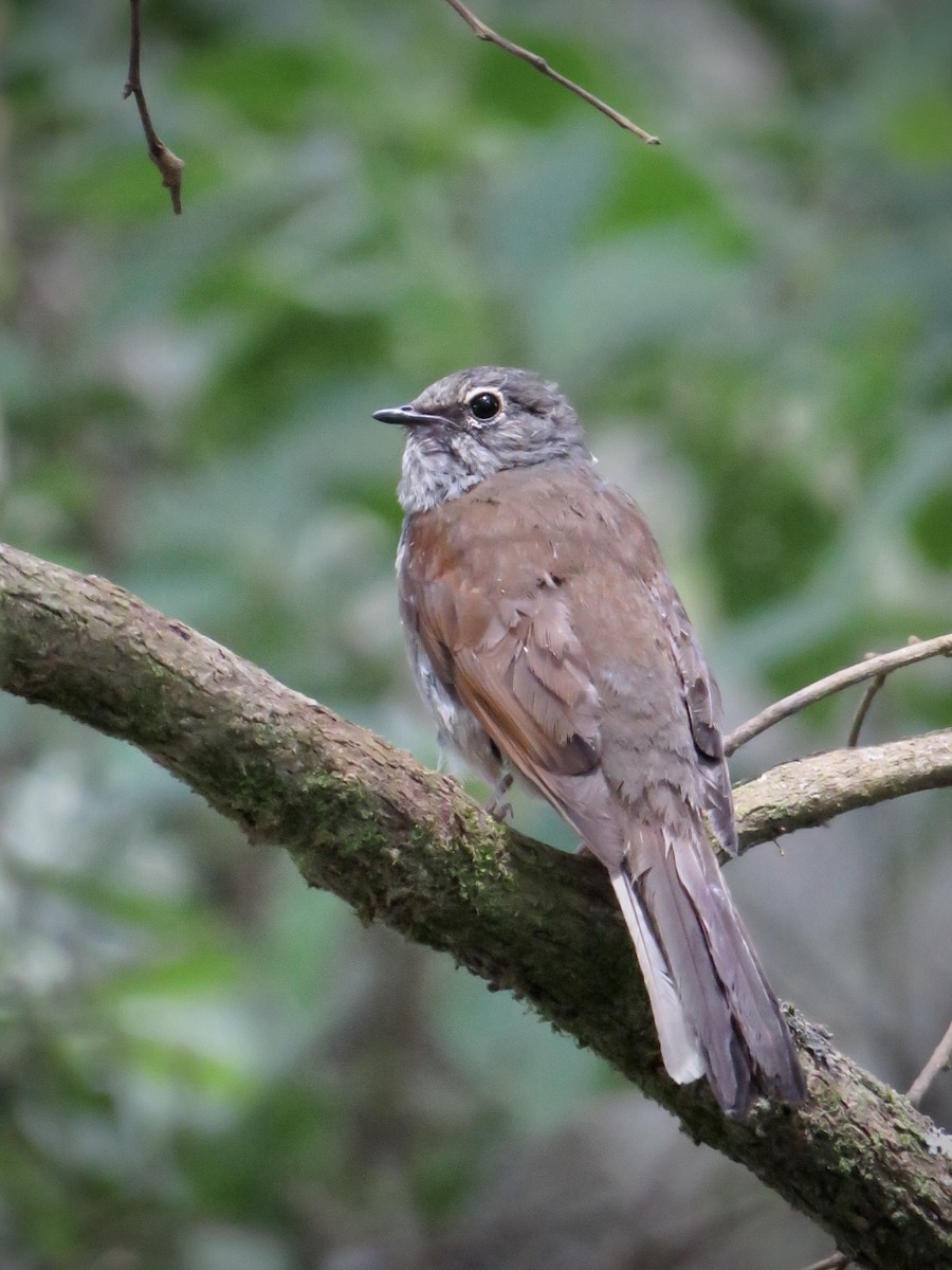 Brown-backed Solitaire - ML480830751