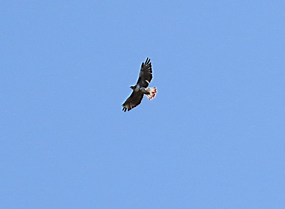Red-tailed Hawk (Harlan's) - ML480831481